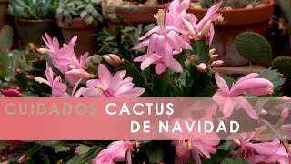 Cuidados del CACTUS de NAVIDAD 🌵 🌺 Decogarden 🎅🏼 [upl. by Nylodnarb]