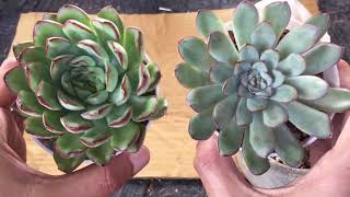 ECHEVERIA MEXICAN PULIDONIS VS ECHEVERIA PULIDONIS SUCCULENT CARE TIPS [upl. by Ynaffets]