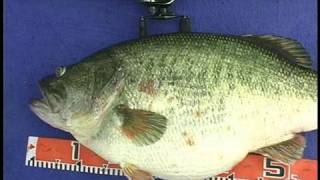 Manabu Kurita World Record Largemouth Bass [upl. by Iosep]