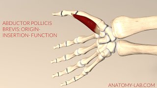 Abductor Pollicis Brevis Origin Insertion Function 3d Animation [upl. by Mellins]