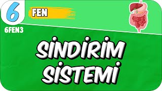 Sindirim Sistemi 📗 6FEN3 2025 [upl. by Aihsia566]