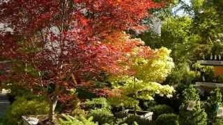 How to choose a Japanese Maple such as Fire Glow amp Autumn Moon [upl. by Aiuhsoj944]