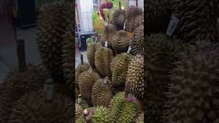 Yoks lgii promo shortvideos durian shorts [upl. by Fullerton228]