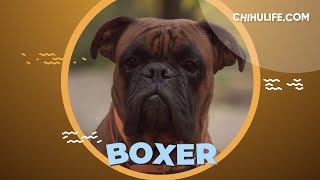 Boxer Dog 101 [upl. by Nat]