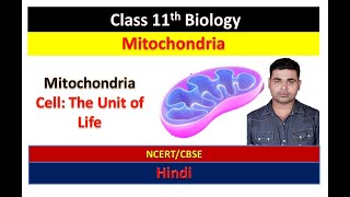 Mitochondria  Cell The Unit of Life  Class 11 Biology Chapter 8Hindi [upl. by Evelc]