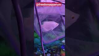 giant gourami fish [upl. by Voss]