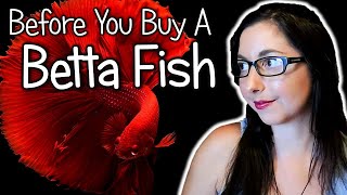 Betta Fish Care Guide 🐟 Betta Fish Care Diet and Tank Set Up  Betta Splendens [upl. by Reivaj]