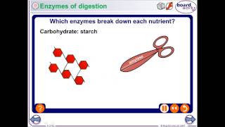 KS3 Biology  Enzymes and Digestion [upl. by Eileme]