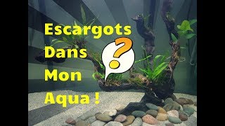 NOUVEAUX ESCARGOTS  NERITINA DANS MON AQUARIUM [upl. by Ardnod]