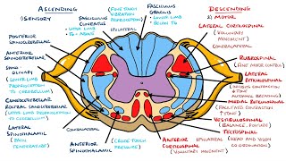 Ascending and Descending Spinal Cord Tracts Made Easy [upl. by Nylisoj494]