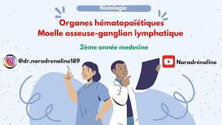 les organes hématopoïétiques moelle osseuse  ganglion lymphatique2ème année بالرسومات و الدارجة [upl. by Hilbert143]