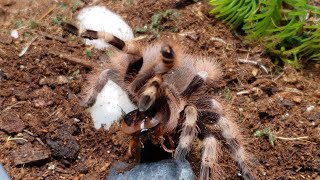 shorts Brazilian Black And White Tarantula Feeding Nhandu coloratovillosus Fatal Fangs3 clip 5 [upl. by Auqinom]