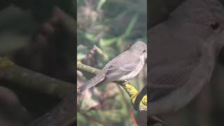 Spotted Flycatcher [upl. by Heffron668]