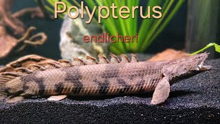 Polypterus endlicheri  living fossil [upl. by Miarfe885]