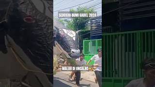 SEDEKAH BUMI GADEL 2024 [upl. by Kinchen27]