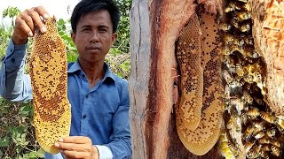 Harvesting Natural Honey Bee in Coconut Tree  Life of Natural Foods [upl. by Anayrb]