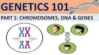 GENETICS 101 Part 1 Chromosomes DNA and Genes CXC Biology Tutor [upl. by Yellat]