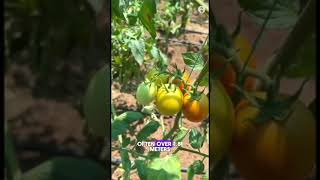 Tomato lying down horizontal GardeningHacks SustainableLiving UrbanGardening PlantCare Garde [upl. by Lalage]