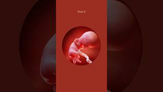 Week 1 to 12 Embryo to Fetus Growth 🥰💯 fetus pregnancy augdailyshorts [upl. by Yellek]