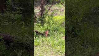 Small Deer Wasgamuwa 🦌🦌😍😍 srilankanwildlife nature wildsrilanka [upl. by Mariette367]