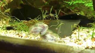 Breeding Ritual hillstream loach [upl. by Quackenbush112]