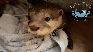 Otter Preparing To Sleep In A Dark Hole [upl. by Aretse379]