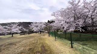 SPRING TIME BEAUTIFUL CHERRY BLOSSOMS IN KUNPOEN PARK NIKAHO AKITA JAPAN beautifulnature [upl. by Delwin]