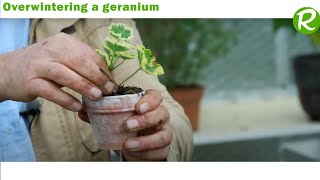 How to Successfully Overwinter Geraniums StepbyStep Guide [upl. by Jeraldine609]