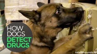 How Dogs Detect Drugs [upl. by Anirdua907]