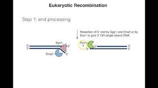 Homologous recombination II [upl. by Acitel]