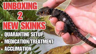 PROJECT MINI DRAGON  How to Treat and Acclimate RedEyed Crocodile Skinks Tribolonotus gracilis [upl. by Yenreit]