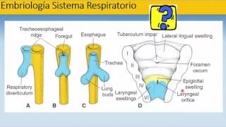 Embriología del Sistema Respiratorio [upl. by Tremann]