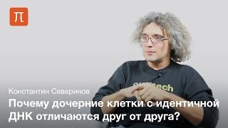 Генетический шум — Константин Северинов [upl. by Einotna]