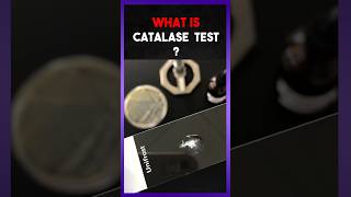 The Catalse Test  Explain [upl. by Ateekan]