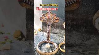 India Largest Shivling 🇮🇳🌏😨shorts shiv youtubeshorts shivling largest [upl. by Dara]