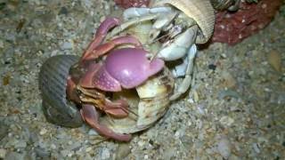 Berganti Cangkang  Kelomang Darat Land Hermit Crab [upl. by Topping325]