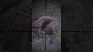 Daystate Air Ranger 22cal 80 fpe Hog Hunting airrifleshooting hunting [upl. by Fennie780]