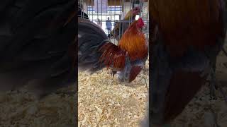 Old English Game Bantams cluckerbooks chicken bantam gamechickenbreeds gallos chickenman [upl. by Inalawi865]