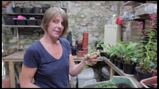 Taking stem cuttings of Penstemons [upl. by Carly]