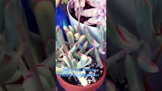 🥰 succulent gardenplants plants gardenflowers floweringplants floweringsucculents [upl. by Obeded969]