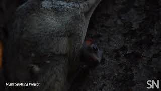 A baby colugo sits with its mother in a tree  Science News [upl. by Desireah]