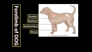 4 Regions of Forelimb of Dog  Anatomy of Appendicular Skeleton of Dog [upl. by Ardnaiek299]