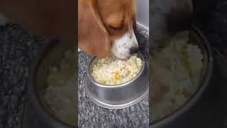 Ennathe lunch PART 4😋🐶 beagle dogvideos youtubeshorts shorts [upl. by Olvan843]