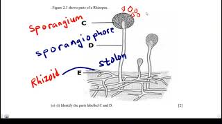 Parts of a Rhizopus and their Functions [upl. by Nirraj]