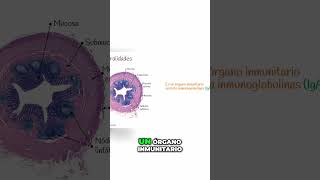 Descubre la Importancia del Apéndice en Nuestro Sistema Inmunitario [upl. by Wohlen]