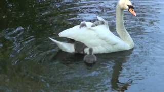 Baby swans Cygnets hitching a ride off mum Part 1 of 2 RARE FOOTAGE [upl. by Norrabal954]