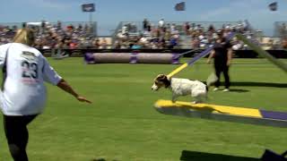 Dog Sports Small Dog Agility Competition [upl. by Laveen782]