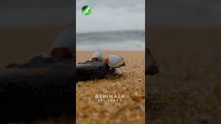 Lepas anatifera Dehiwala beach srilanka travel googlepixel6a dehiwala [upl. by Acinnod]