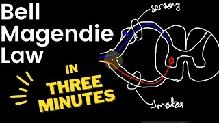 Bell Magendie Law  In THREE 🕒 MINUTES [upl. by Pavyer]