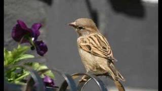 His Eye Is On The Sparrow  Jessie Colter [upl. by Joseito90]